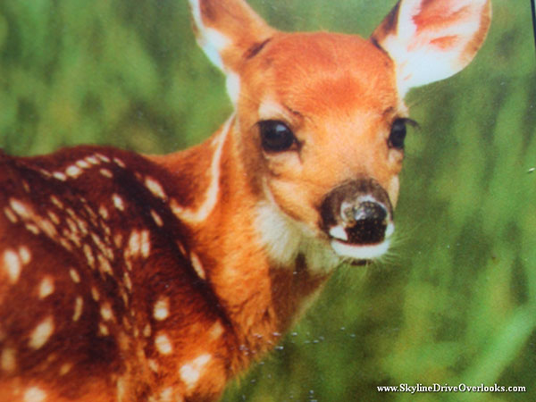 skyline-drive-wildlife